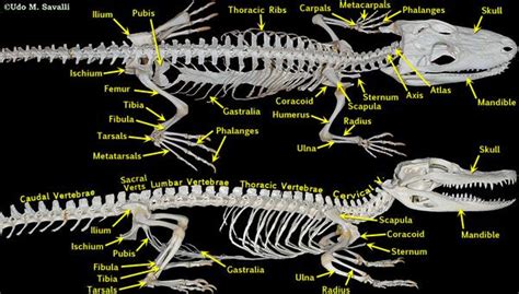 動物骨骼|图说骨骼系统(Skeletal system)·脊椎动物